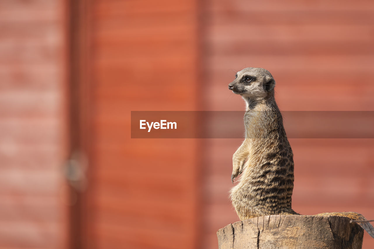Close-up of meerkat