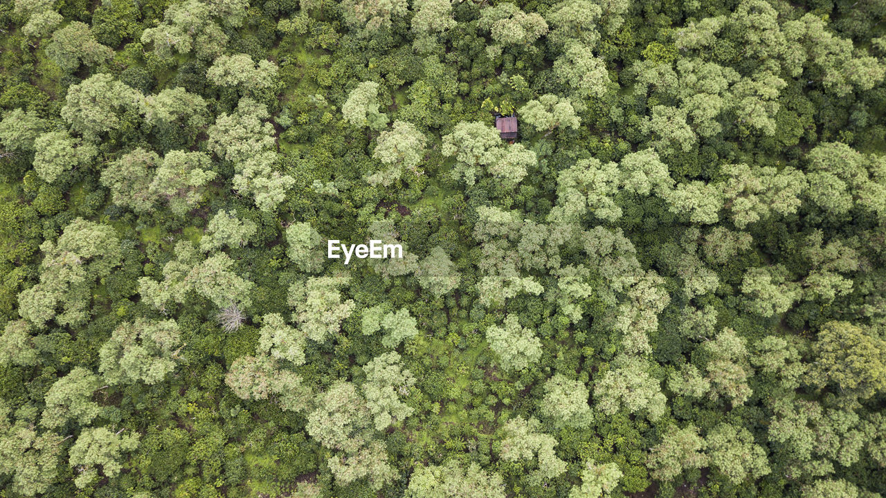 High angle view of trees growing in forest