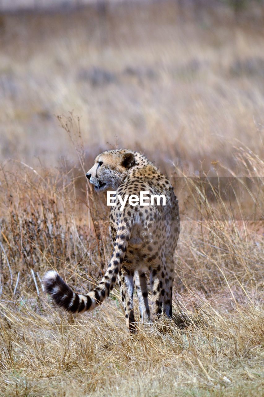 Cheetah standing on field