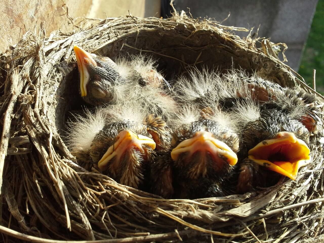 High angle view of young robins relaxing in nest