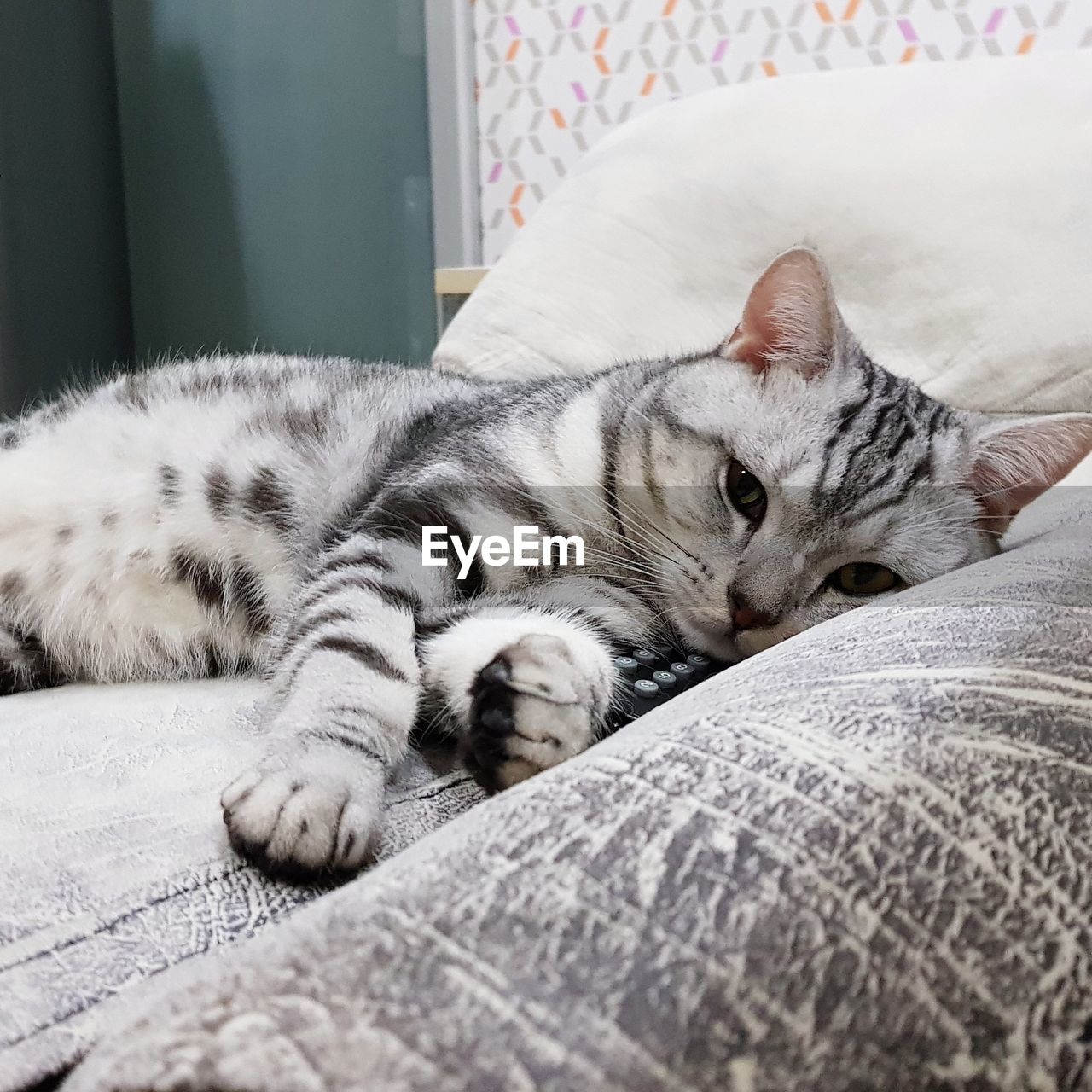 CAT SLEEPING ON BED