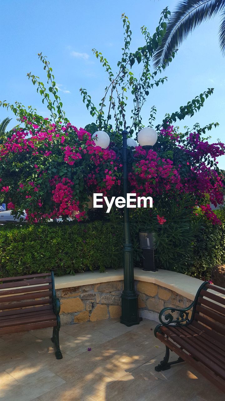 FLOWER PLANTS AGAINST TREES