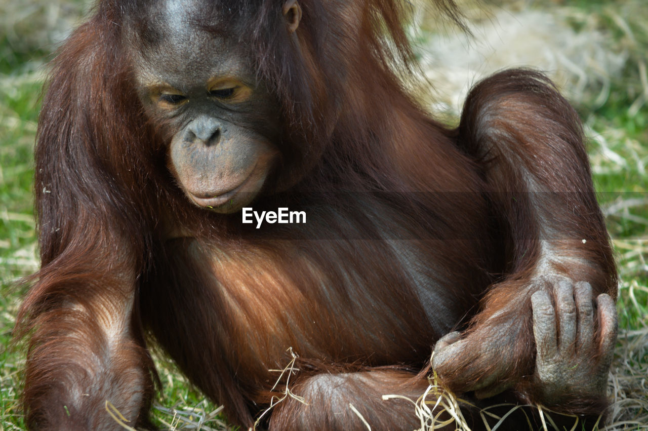 Orangutan sitting on field at zoo