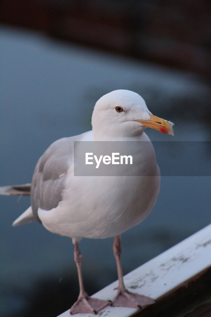 CLOSE-UP OF SEAGULL PERCHING OUTDOORS