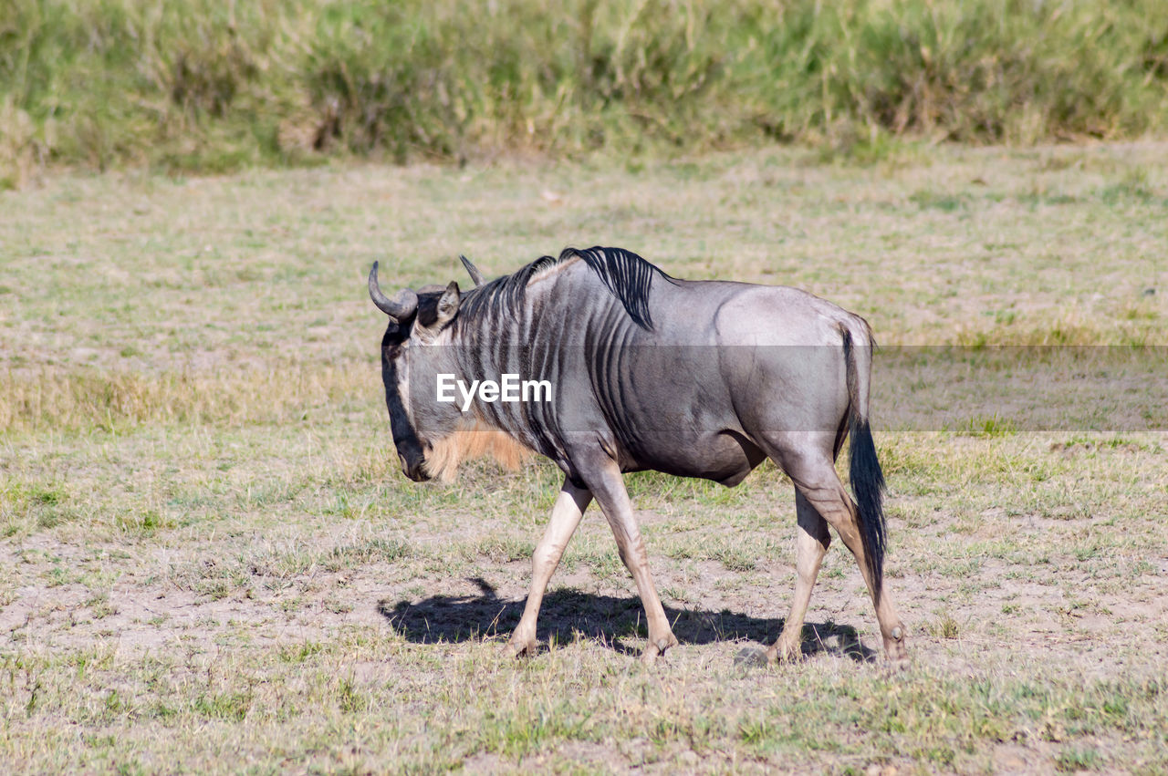 HORSE IN A FIELD