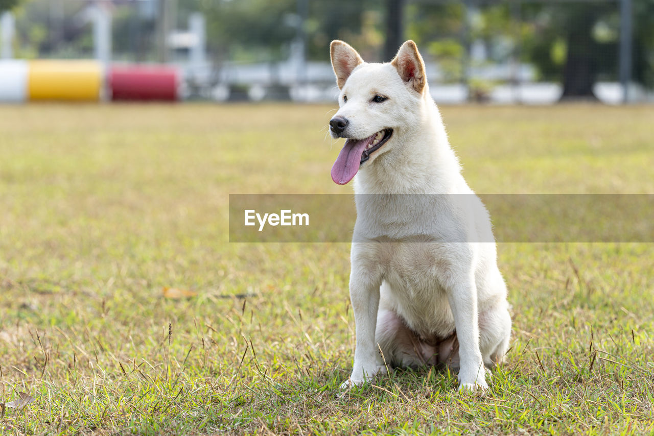 VIEW OF A DOG LYING ON FIELD