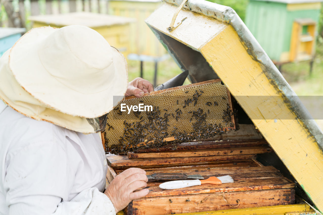 Beekeeper holding tray of honeycomb at park