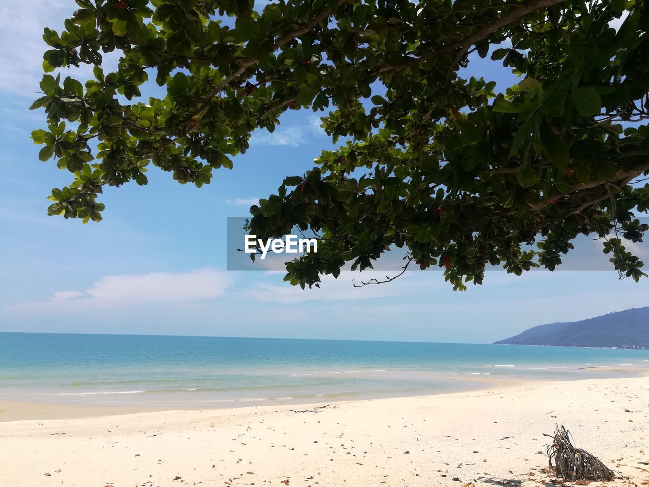 TREE BY SEA AGAINST SKY