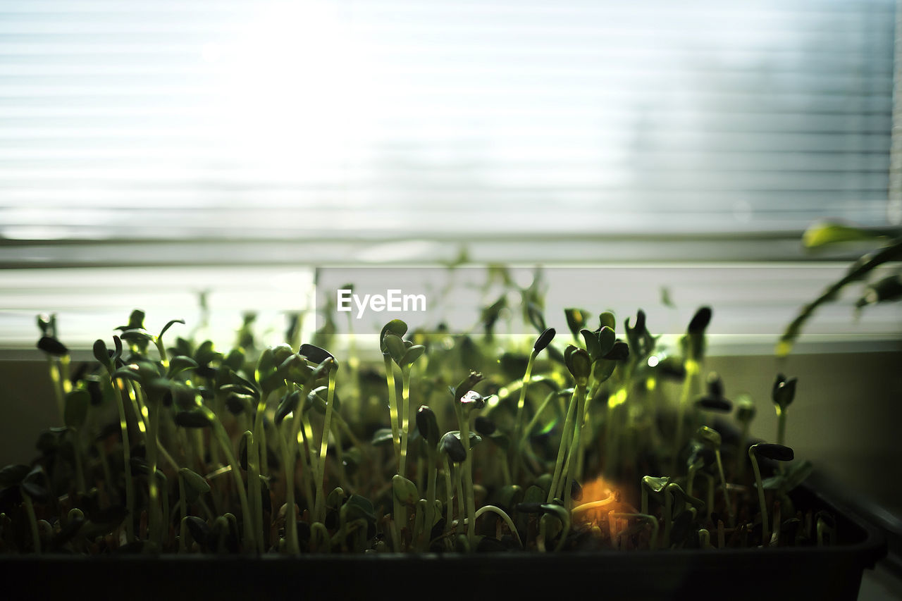 Close-up of plants growing 