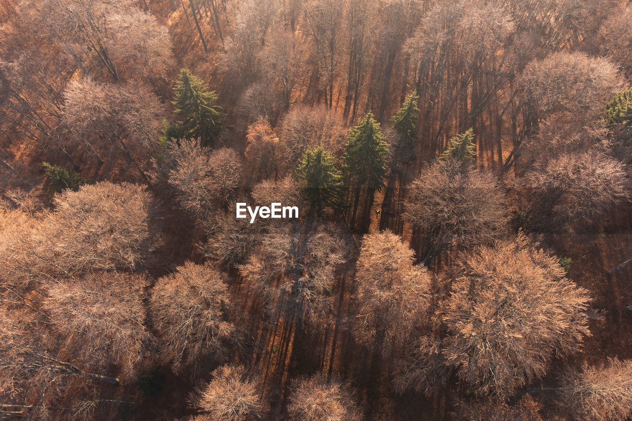 High angle view of trees in forest during autumn