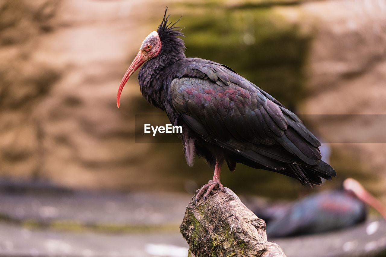 bird, animal themes, animal, animal wildlife, one animal, wildlife, beak, full length, nature, animal body part, no people, perching, focus on foreground, close-up, outdoors, day, portrait, side view, ibis, multi colored, black