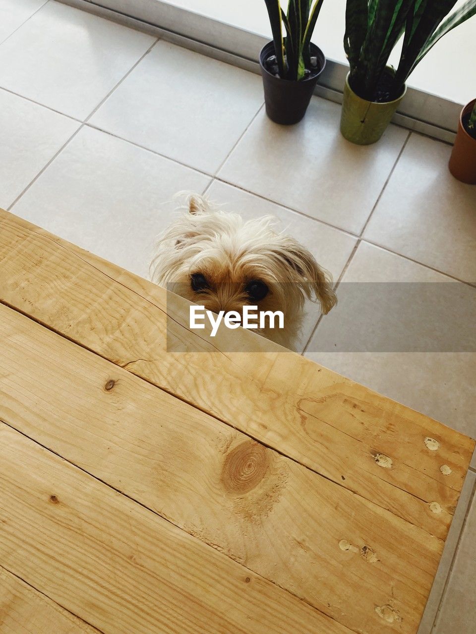 one animal, mammal, pet, domestic animals, animal themes, dog, canine, animal, lap dog, flooring, indoors, no people, home interior, floor, portrait, cute, yorkshire terrier, houseplant, high angle view, looking at camera
