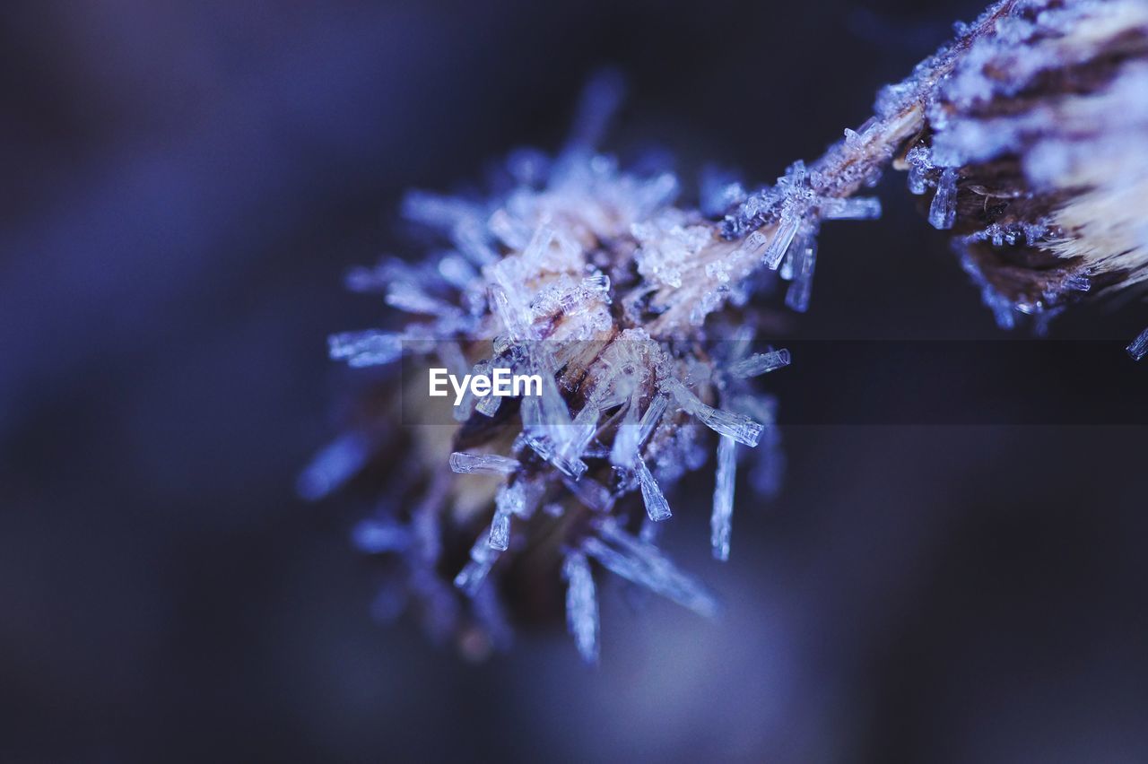 CLOSE-UP OF SNOW ON FLOWER