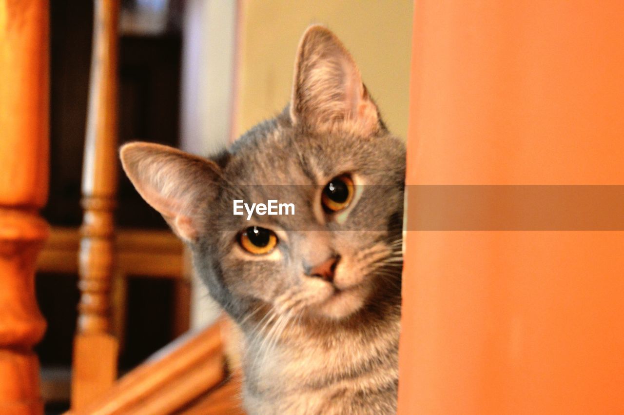 Close-up portrait of cat by wall