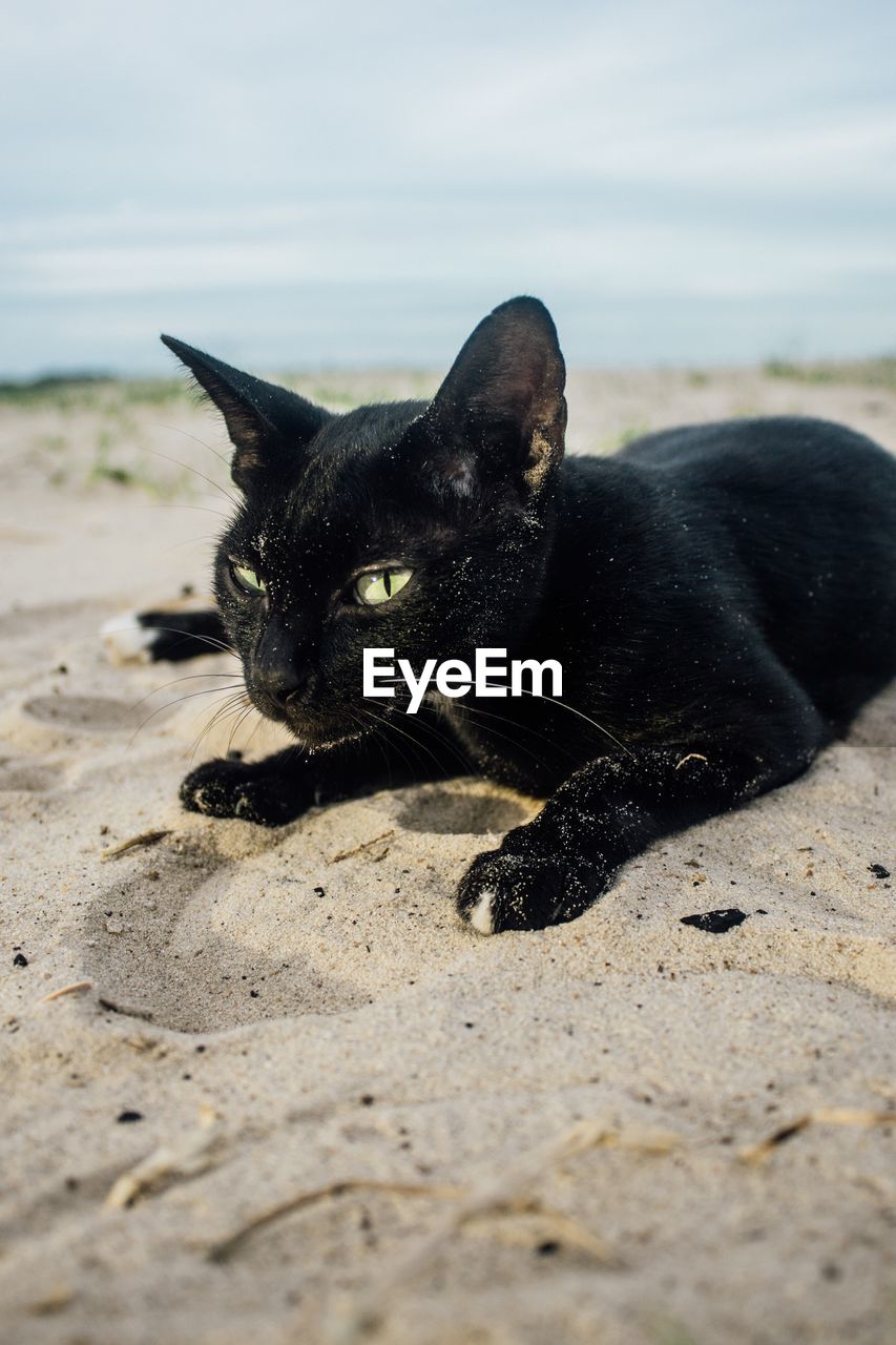 Close-up of black cat lying on beach