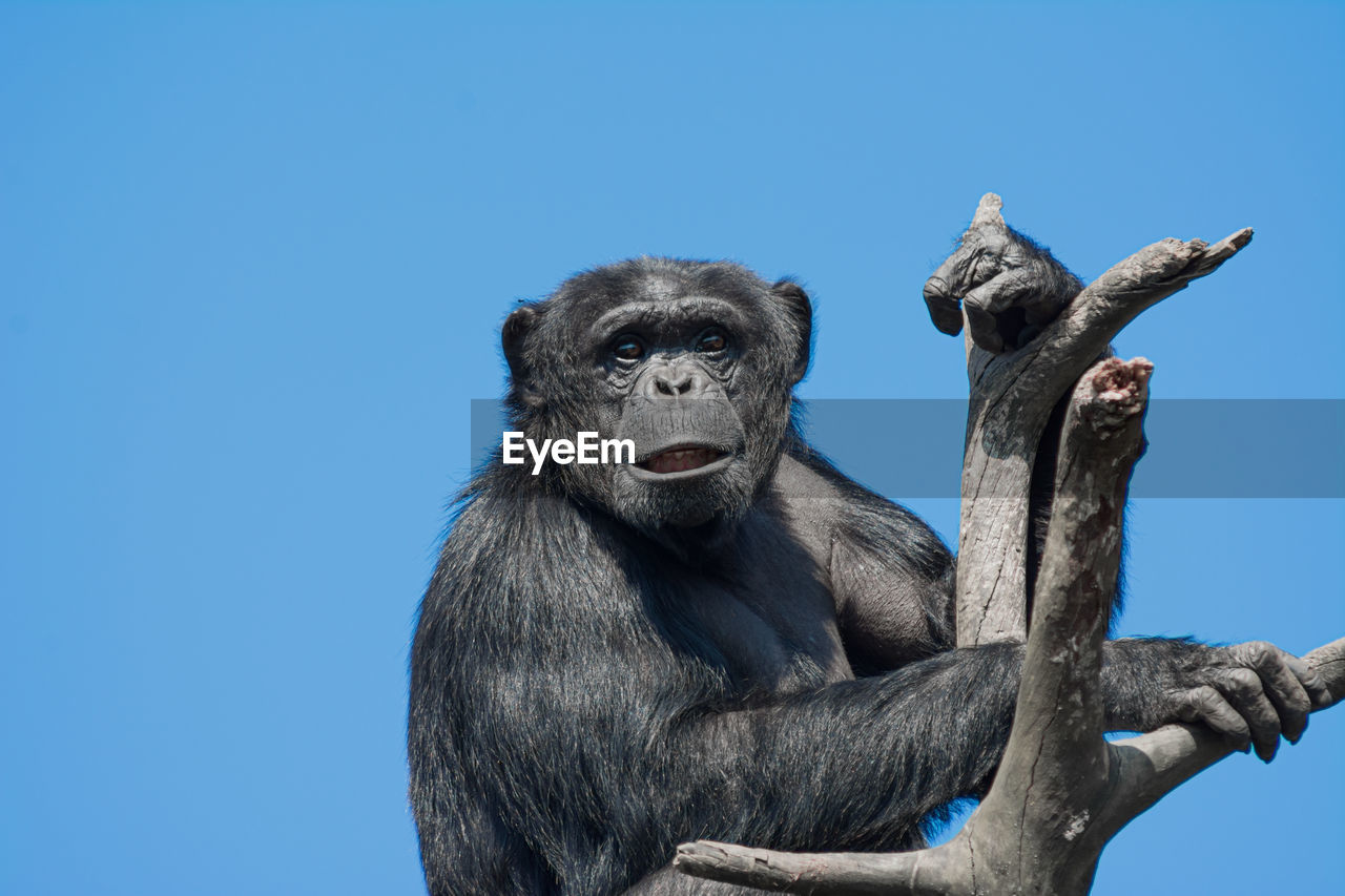 LOW ANGLE VIEW OF MONKEY SITTING ON TREE AGAINST CLEAR BLUE SKY