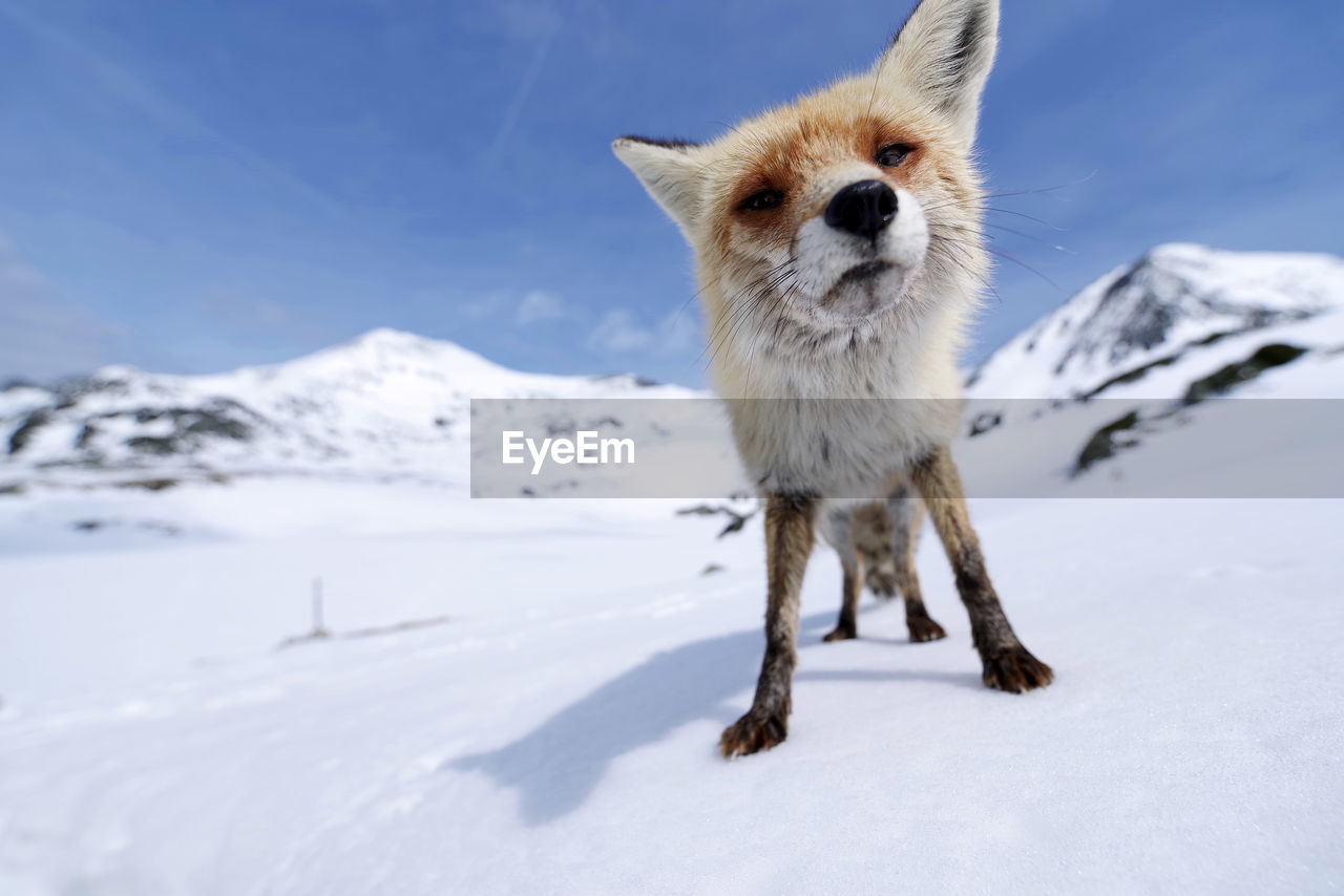 Full length of fox standing on snowcapped mountain