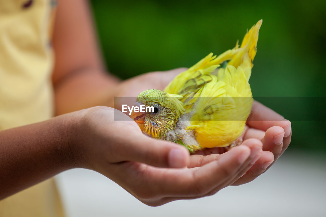 Midsection of girl holding yellow bird