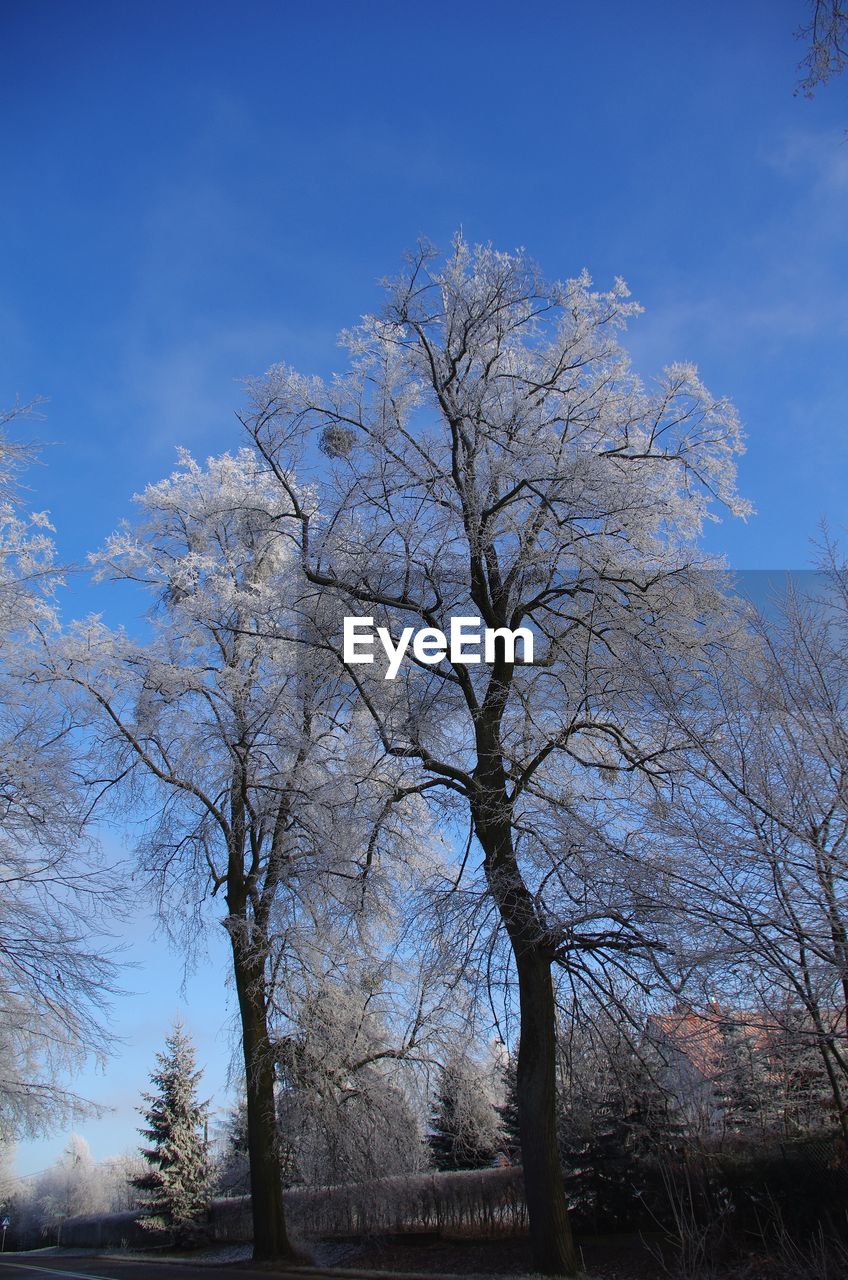 LOW ANGLE VIEW OF TREES AGAINST BLUE SKY