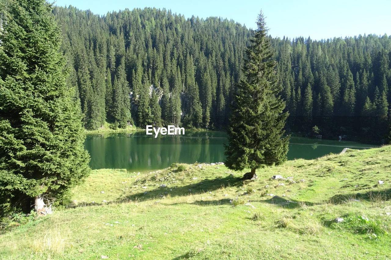 Panoramic view of pine trees in forest