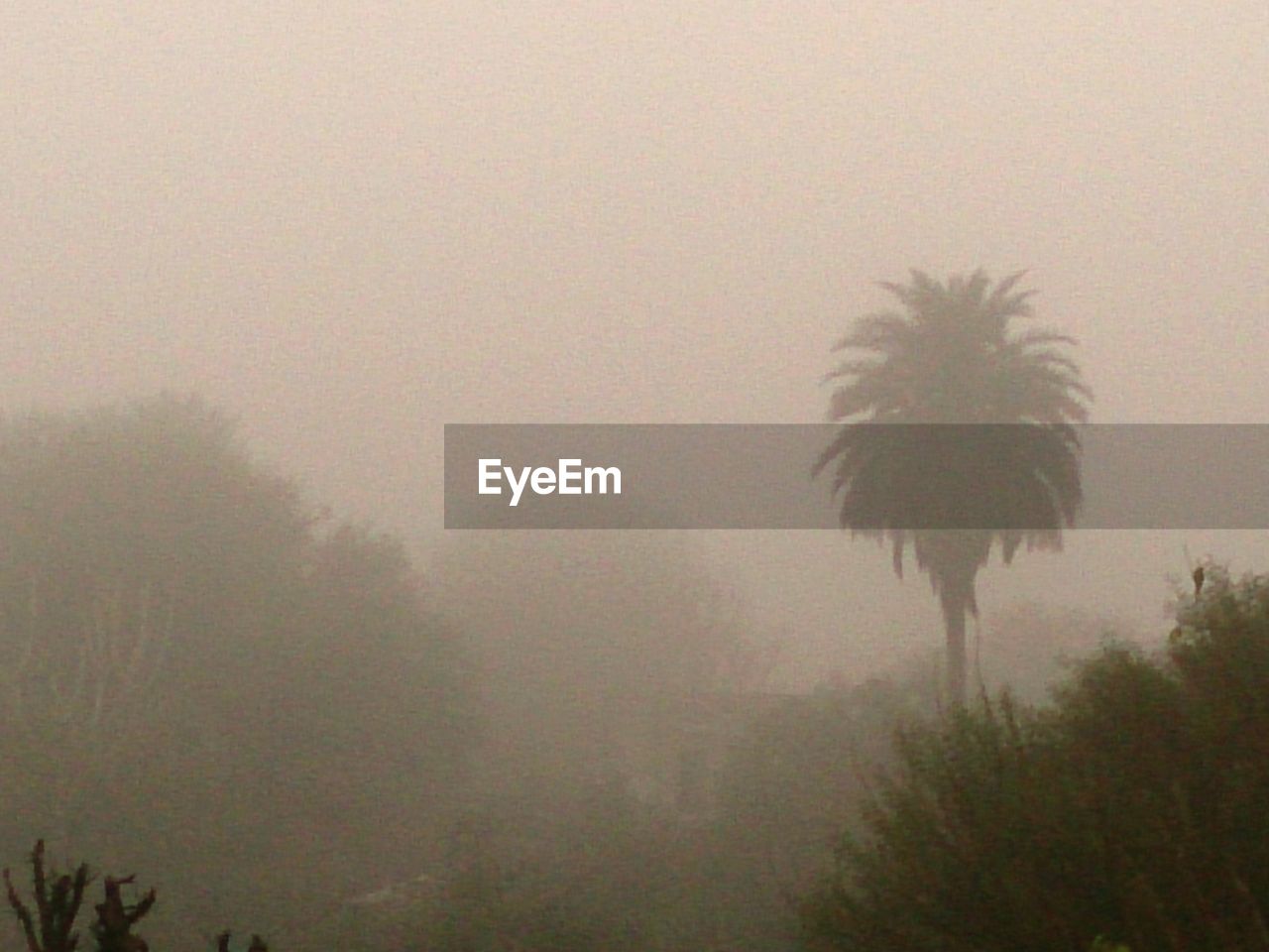 Trees in foggy weather