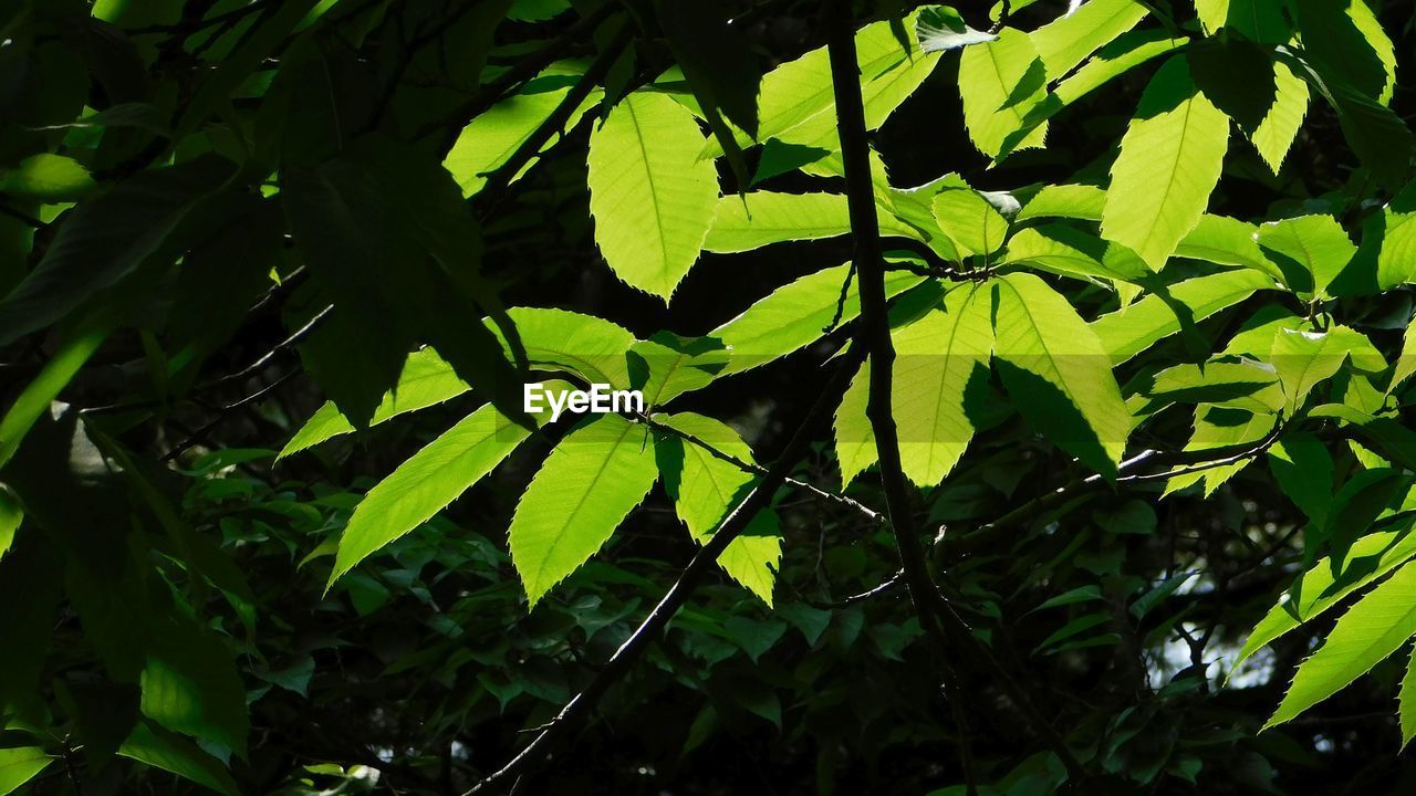 Close-up of leaves on tree