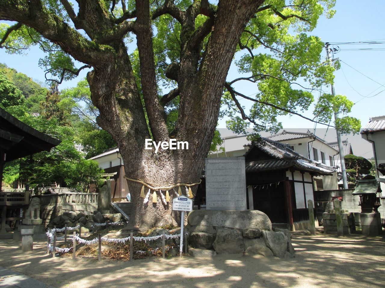 TREES AGAINST BUILDING