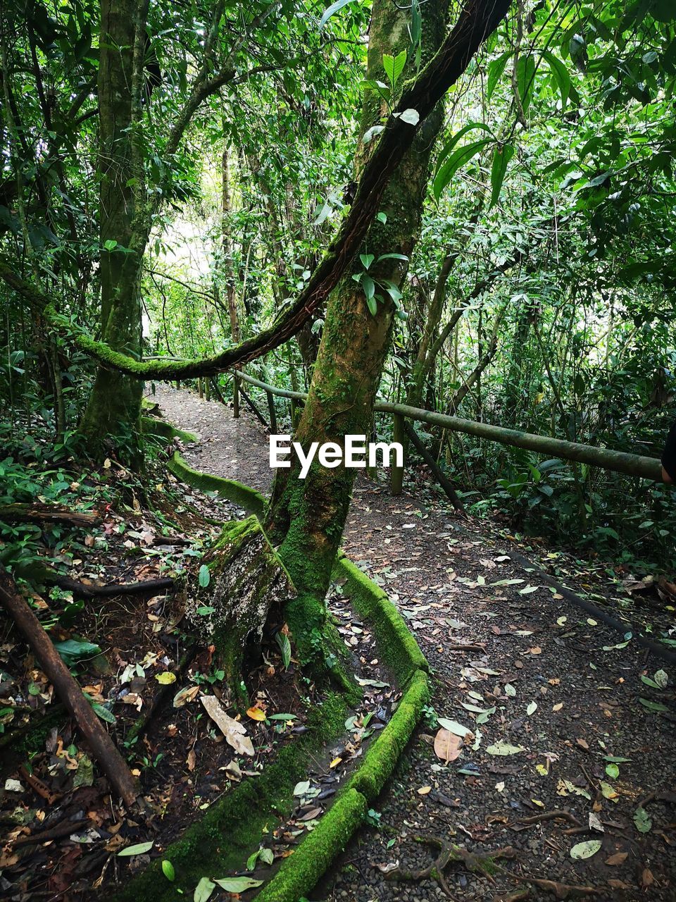 BAMBOO TREE IN FOREST