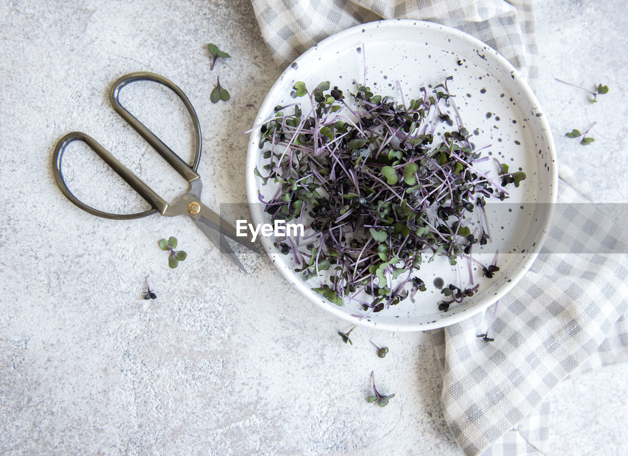 Micro greens. sprouted radish seeds. sprouting microgreens. seed germination at home. 