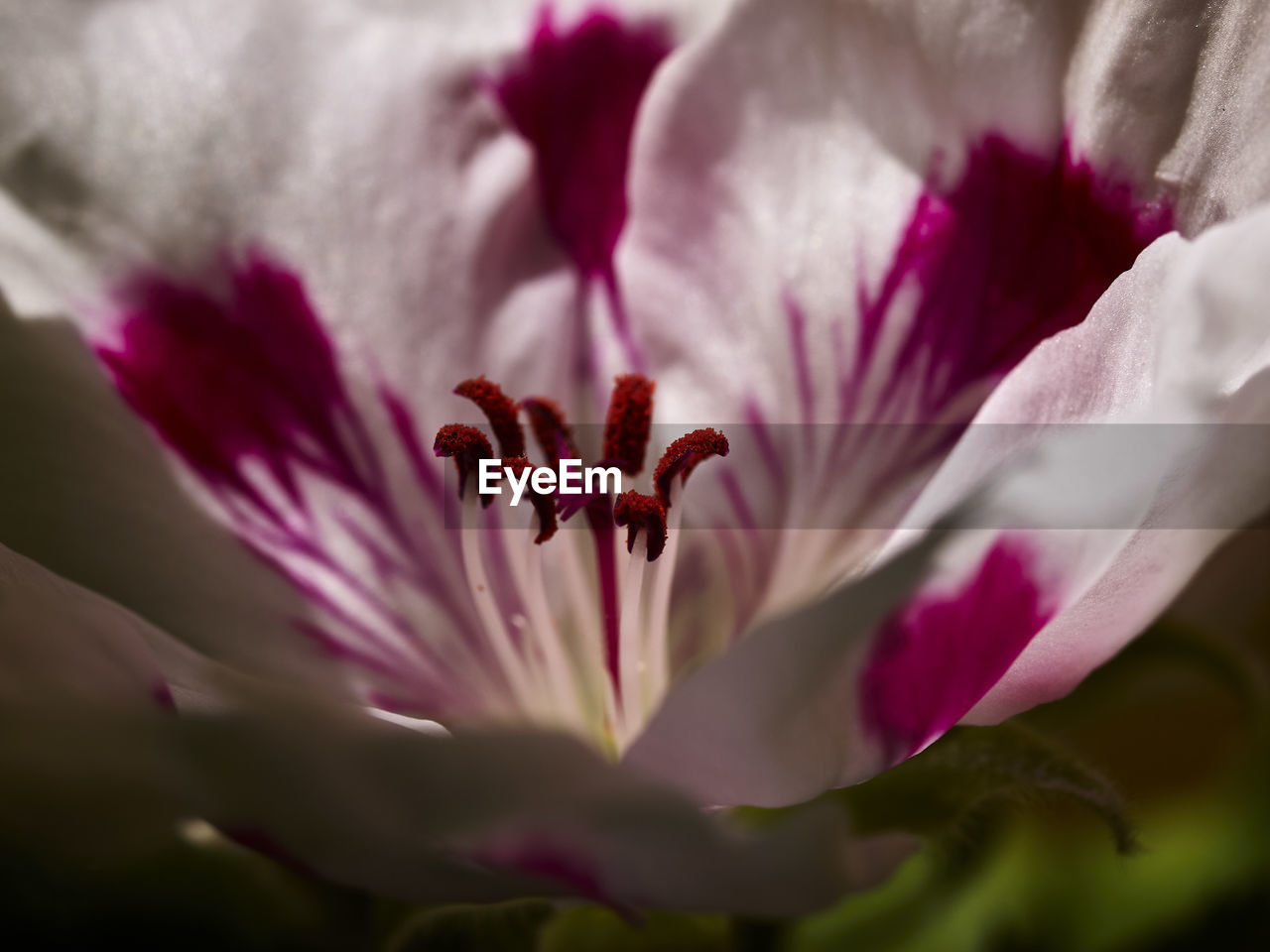 CLOSE-UP OF PINK FLOWERING PLANTS