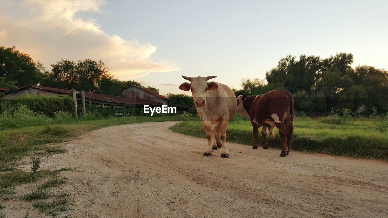 Cows on dirt road against sky
