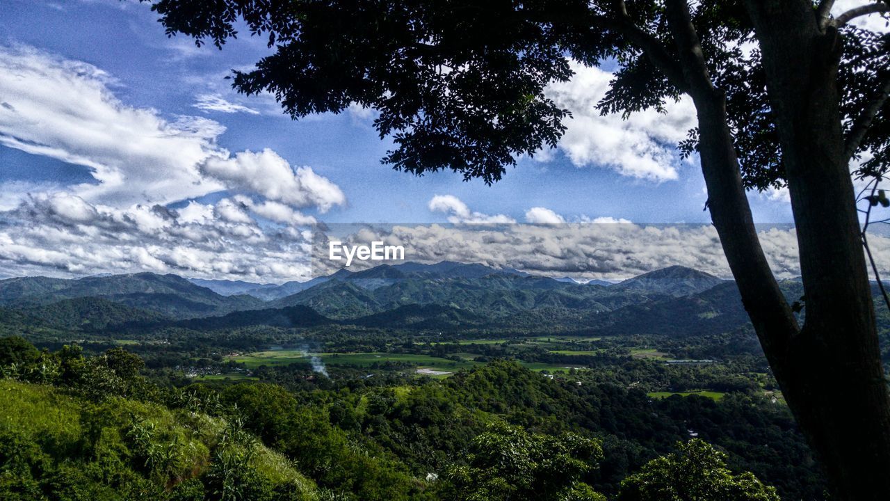 TREES ON MOUNTAIN