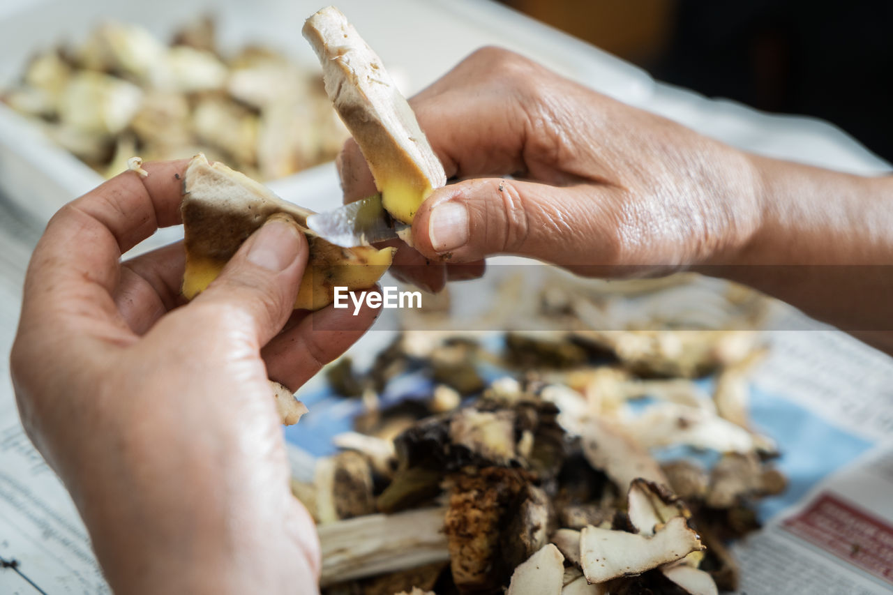 Human hands cleaning of edible mushrooms porcini