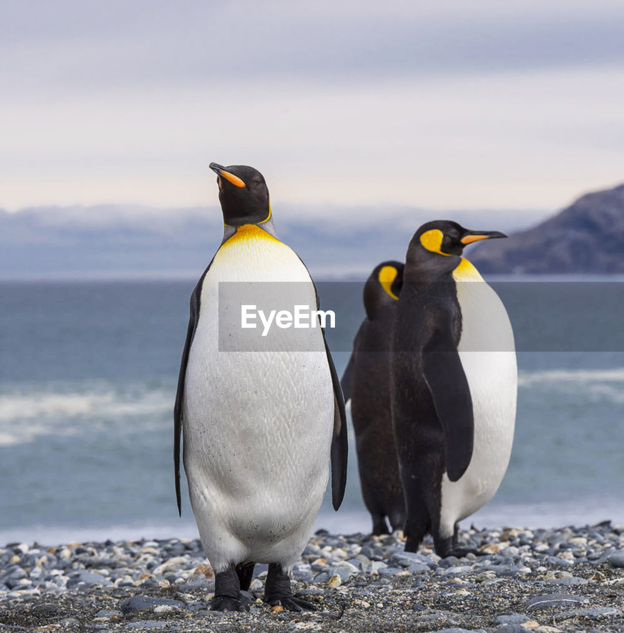 High angle view of penguins on rocks at beach