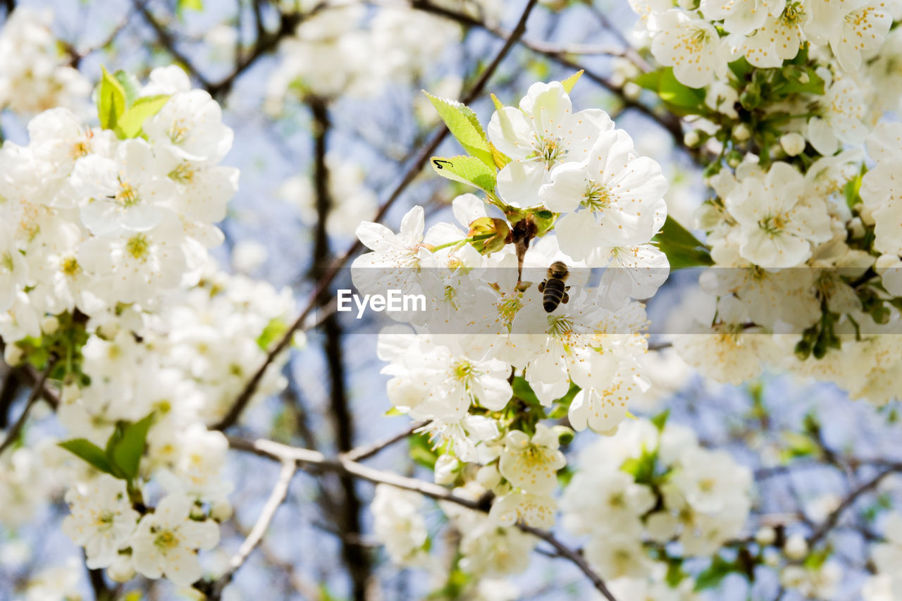 CLOSE-UP OF CHERRY BLOSSOMS