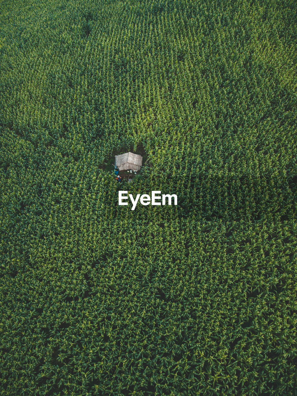 Aerial view of agricultural field
