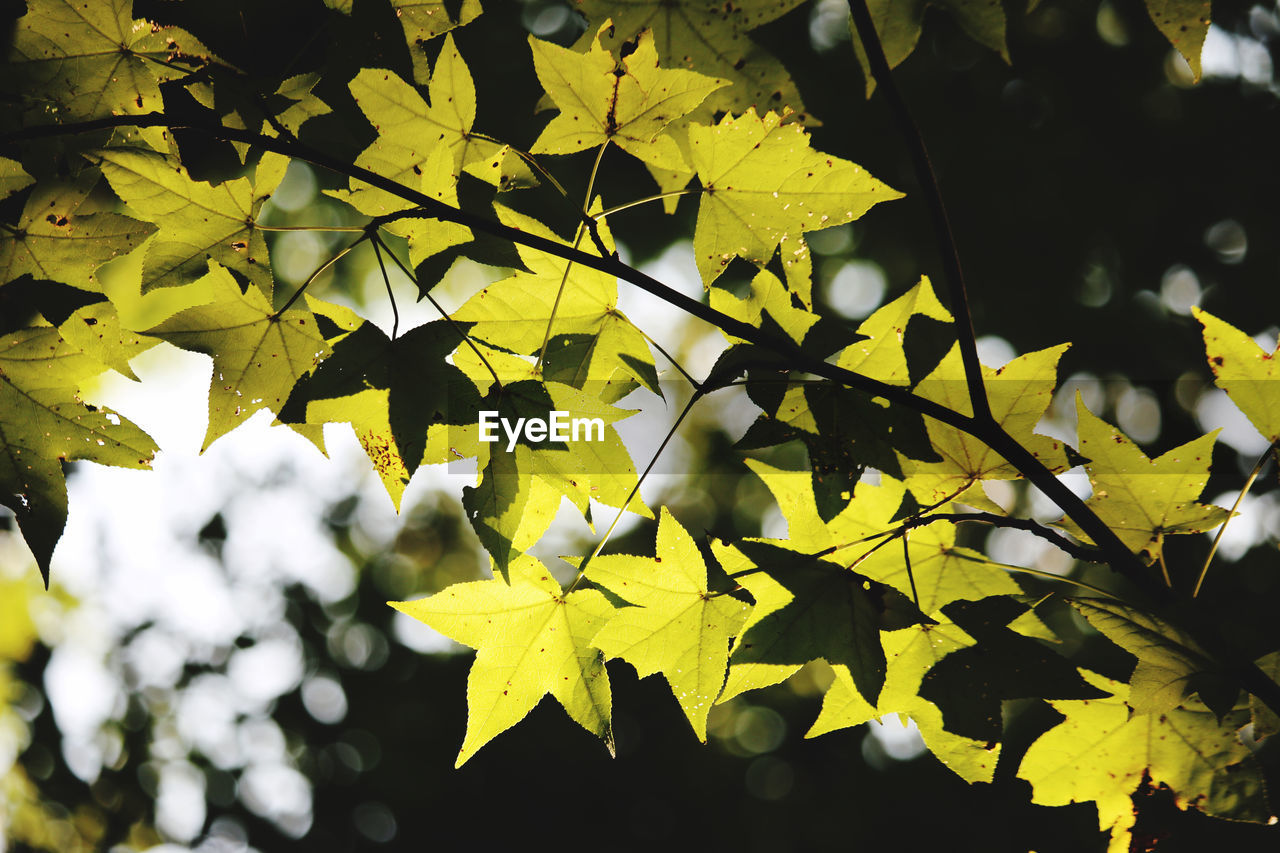 CLOSE-UP OF YELLOW LEAVES