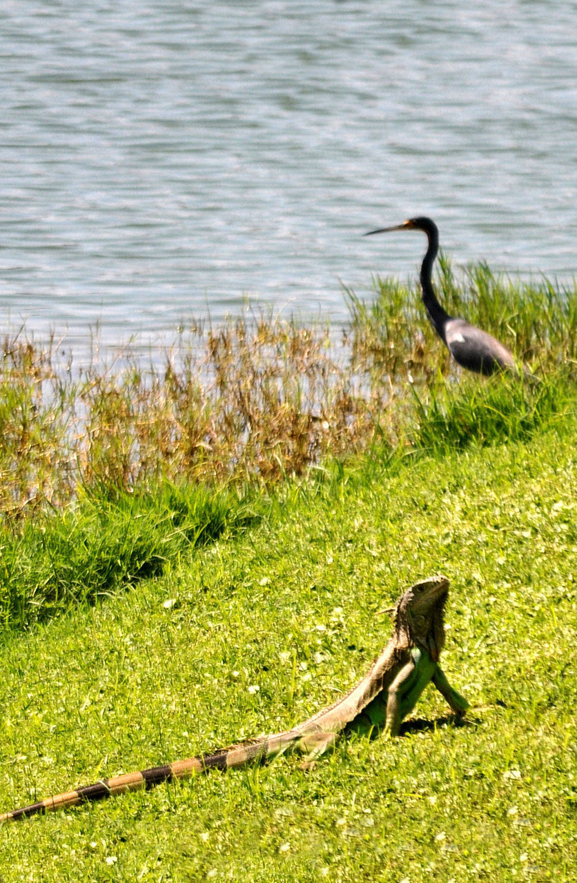 VIEW OF BIRD ON LAKE