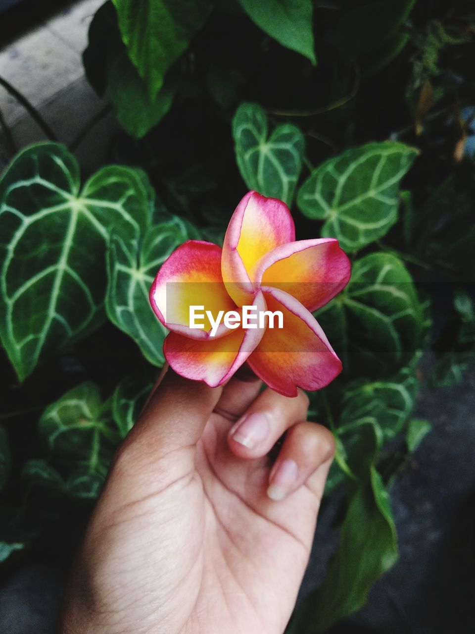 Close-up of hand holding flower