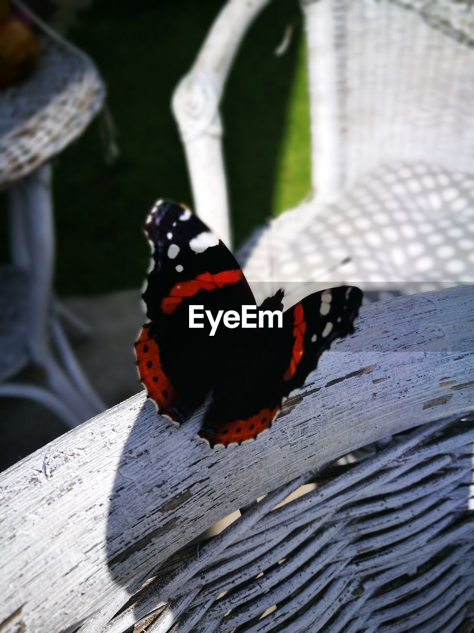 CLOSE-UP OF BUTTERFLY ON LEAF