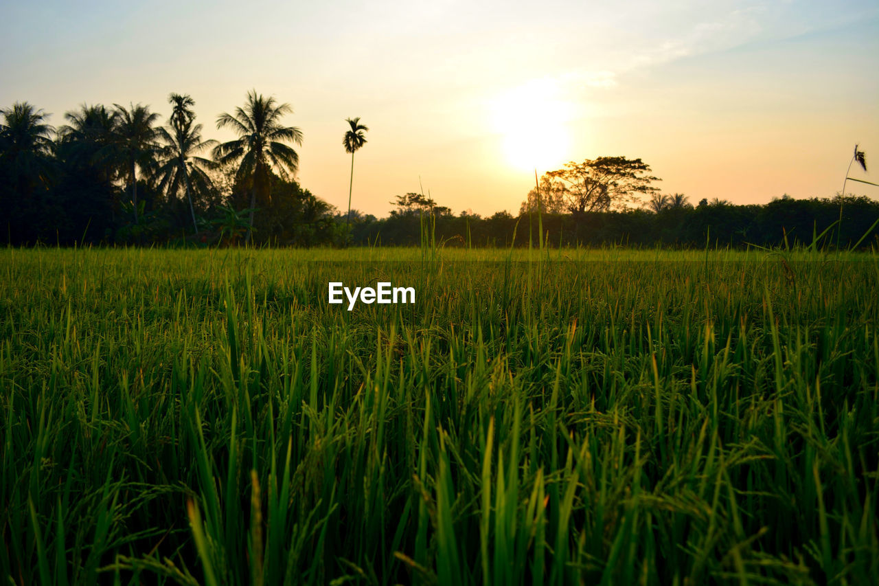 SCENIC VIEW OF RICE FIELD AGAINST SKY