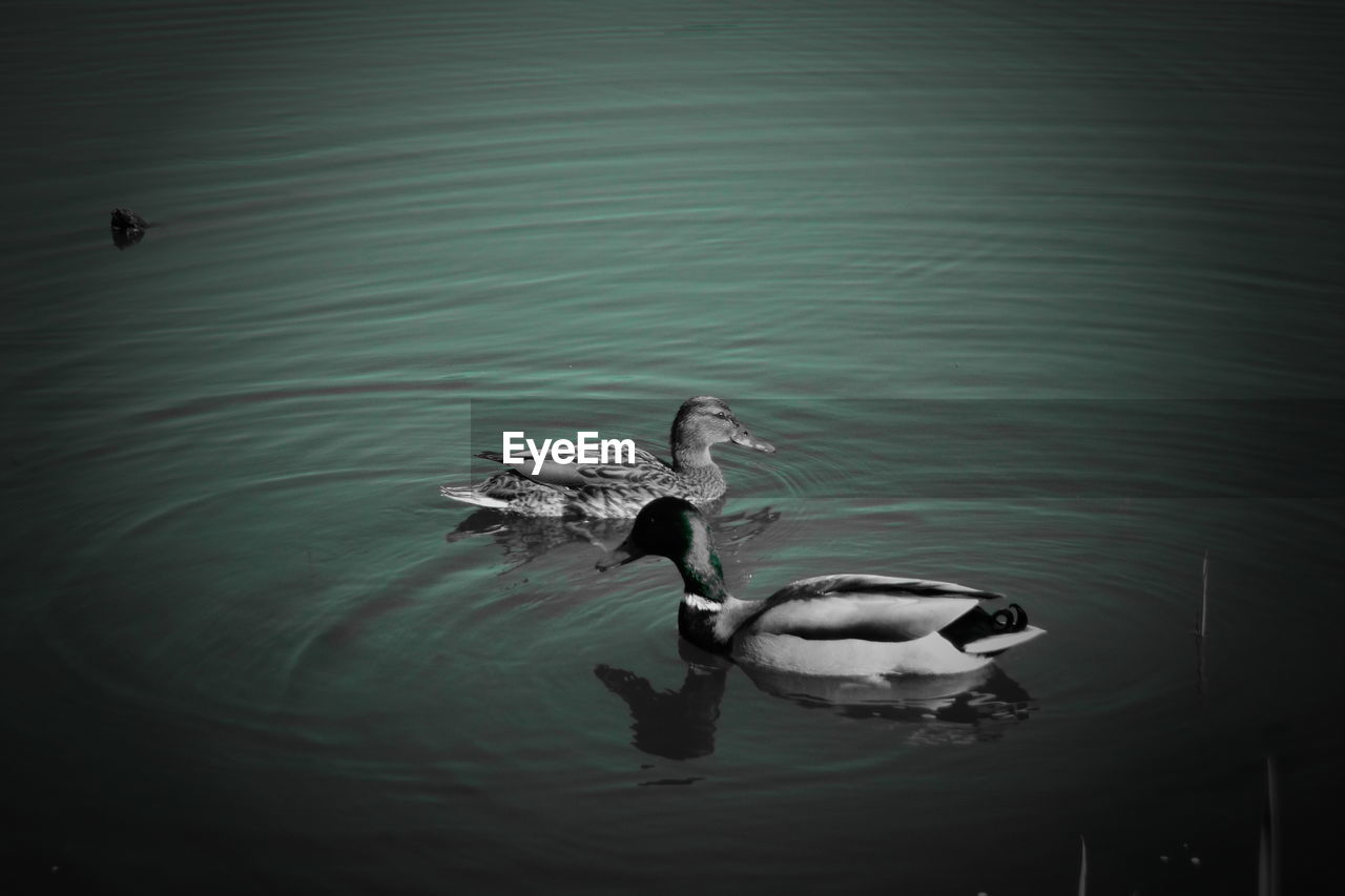 HIGH ANGLE VIEW OF DUCKS SWIMMING ON LAKE