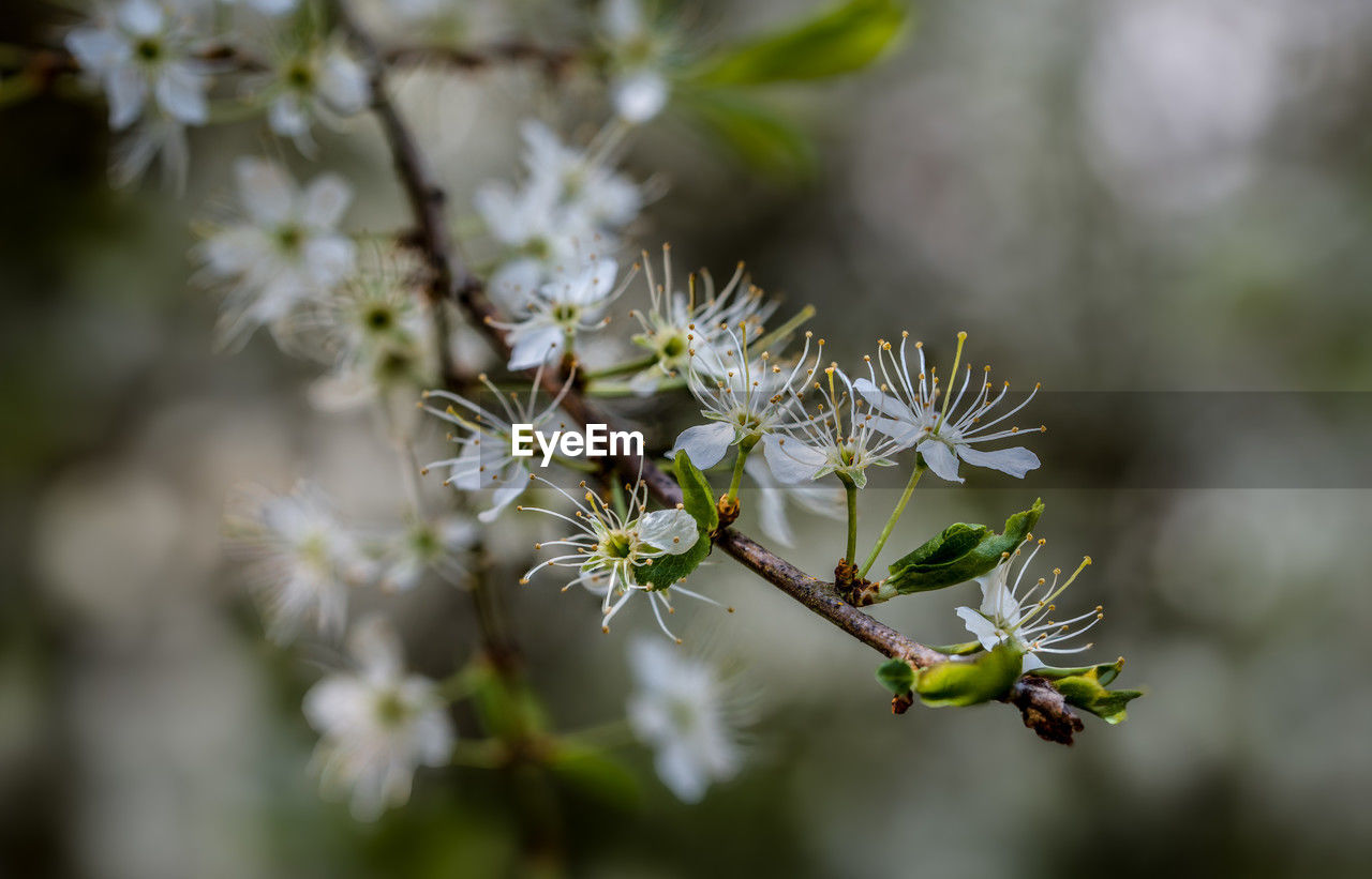 plant, blossom, flower, branch, beauty in nature, nature, flowering plant, tree, close-up, freshness, macro photography, growth, no people, fragility, focus on foreground, white, springtime, produce, outdoors, selective focus, day, spring, food, environment, food and drink, botany, shrub, green, twig, plant part, prunus spinosa, leaf, fruit, wildflower, tranquility
