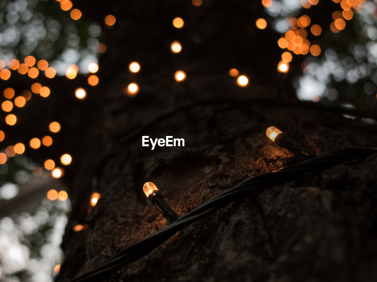 Close-up of illuminated lighting equipment on tree