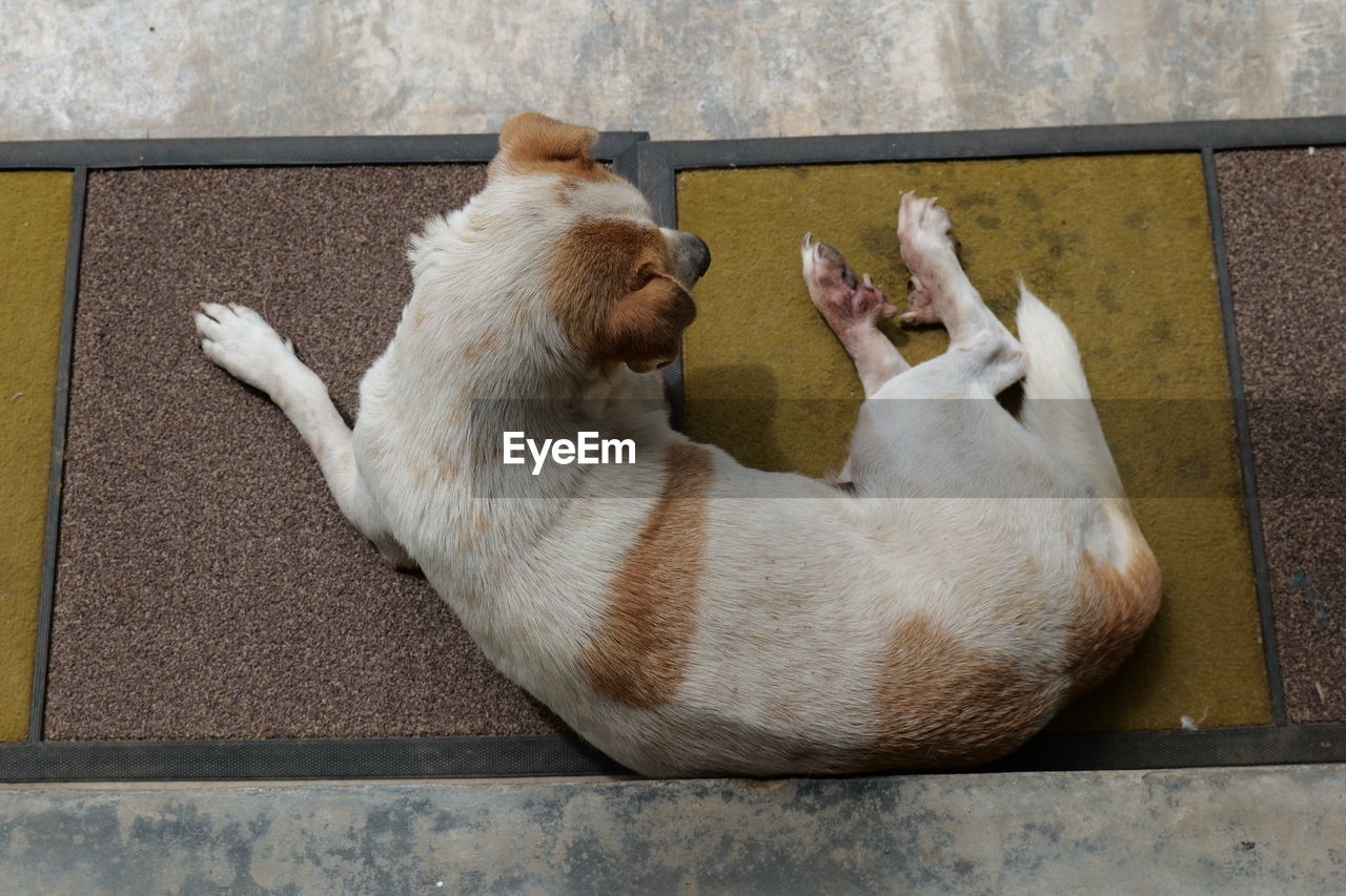 Sleepy dog on the cement floor, sleep time, lazy time