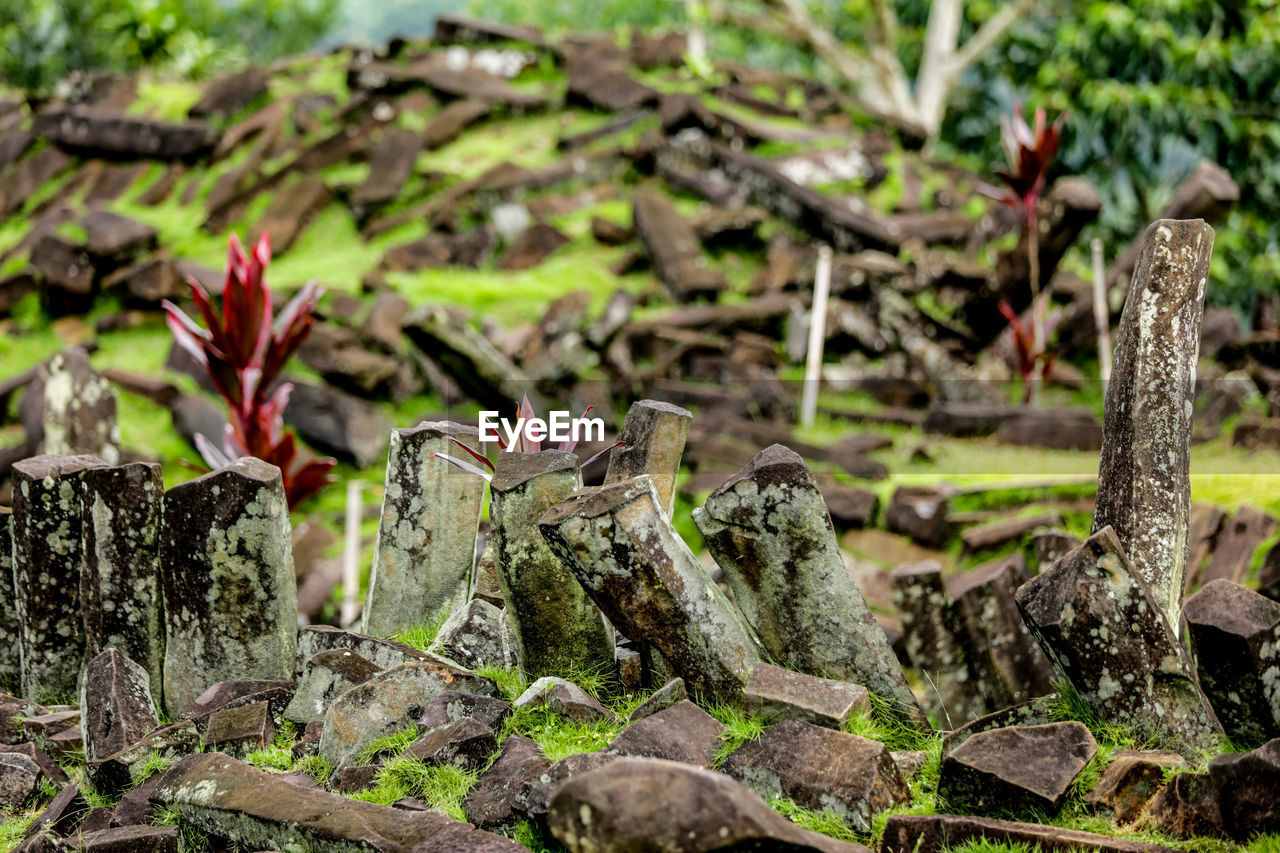 CLOSE-UP OF MOSS GROWING ON ROCKS