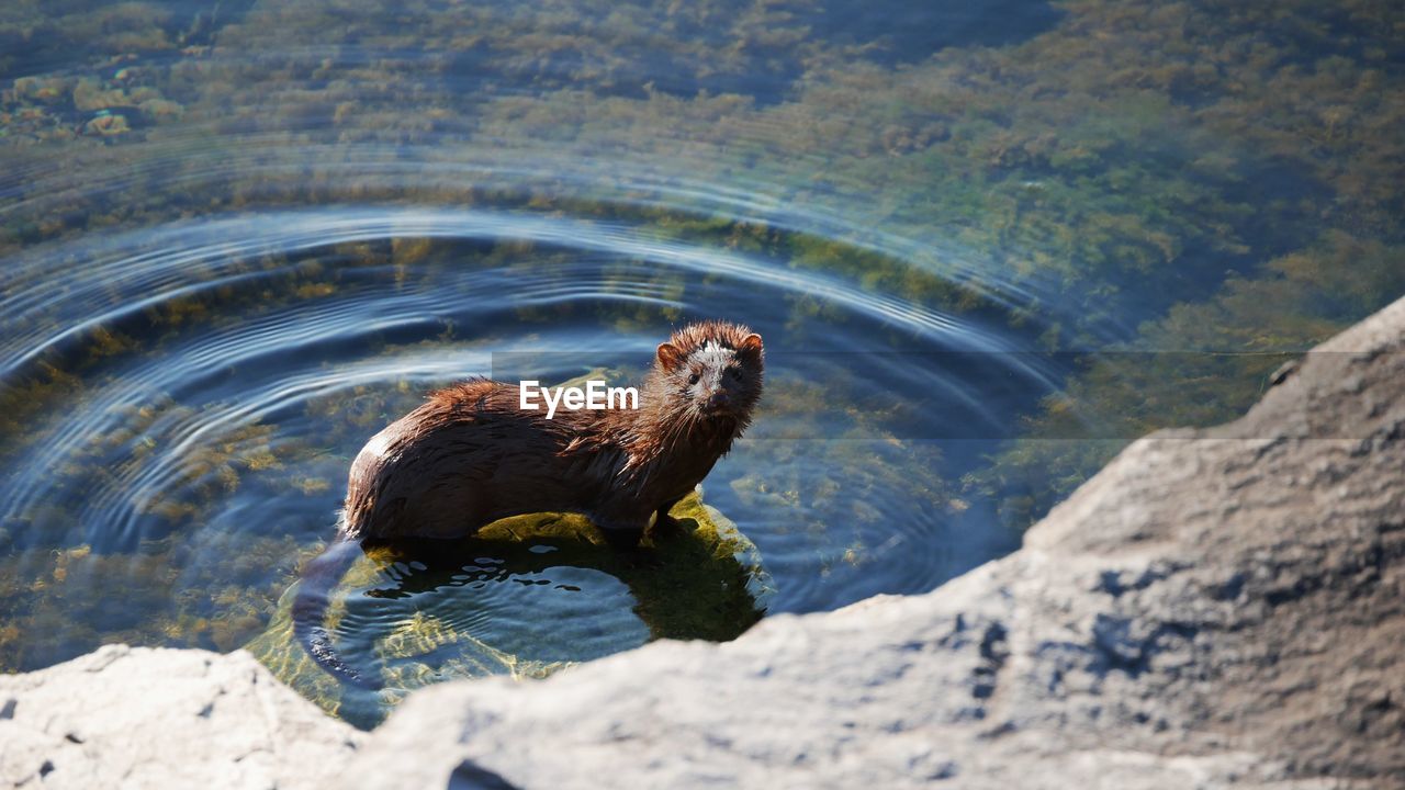 high angle view of seal on rock