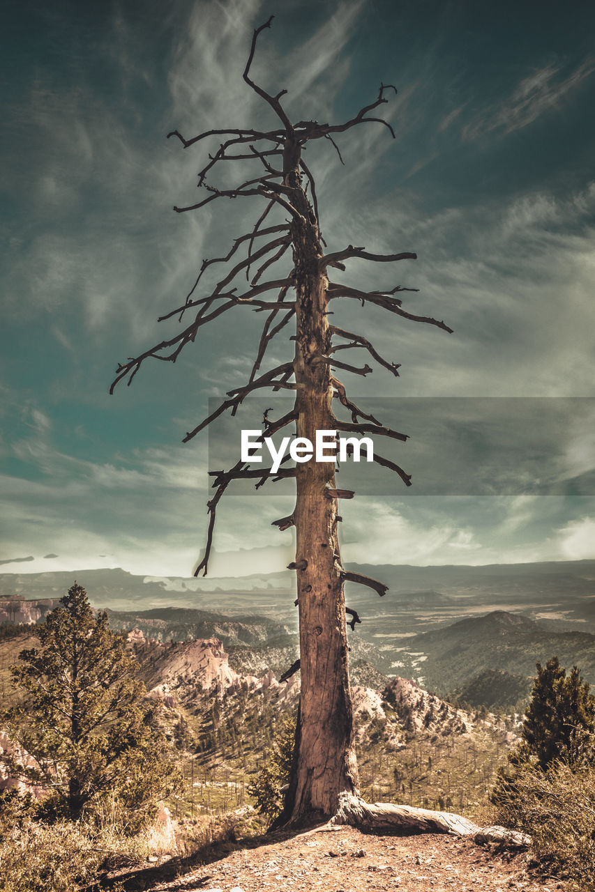 Dead tree on a cliff at the bryce canyon, utah