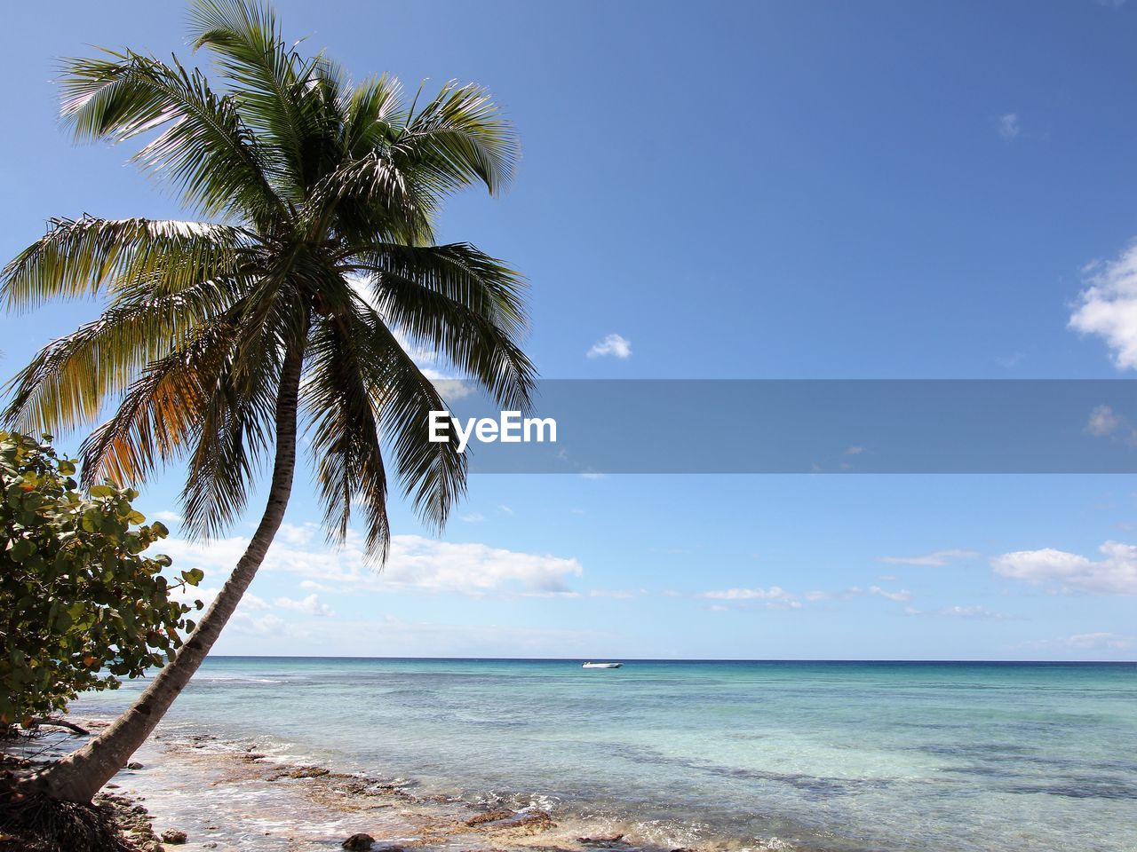 PALM TREE ON BEACH AGAINST BLUE SKY