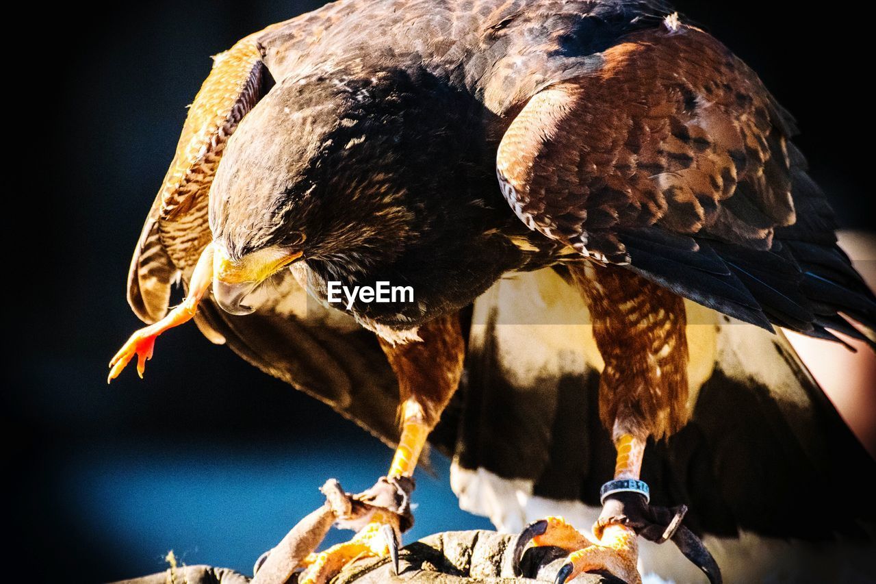 Close-up of eagle